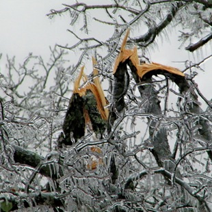 Деревья после ледяного дождя